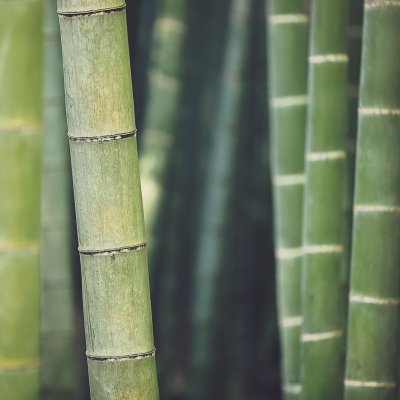 Bambukų slėnis