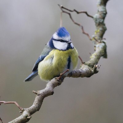 Mėlynoji zylė/Parus coeruleus