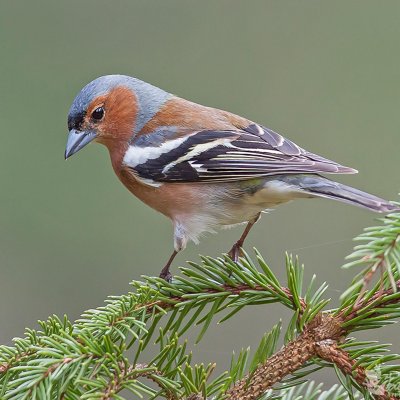 Kikilis/Fringilla coelebs