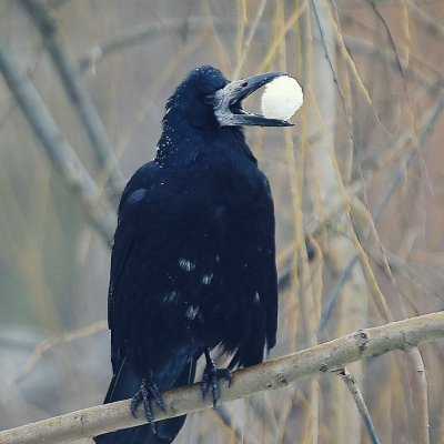 Kovas/Corvus frugilegus