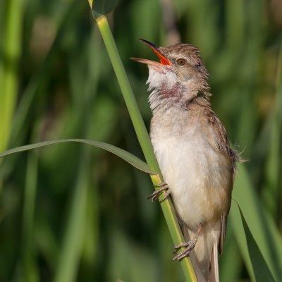 The great reed warbler /Acrocephalus arundinaceus