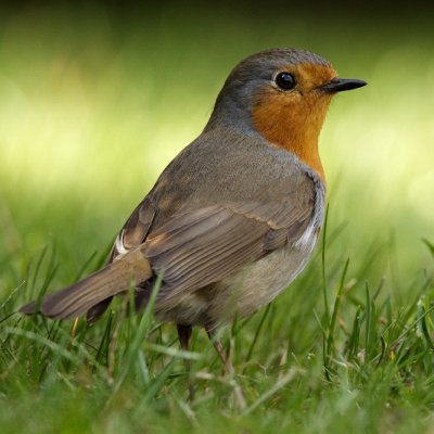 Liepsnelė/Erithacus rubecula
