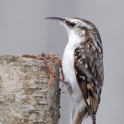 Liputis/Certhia familiaris