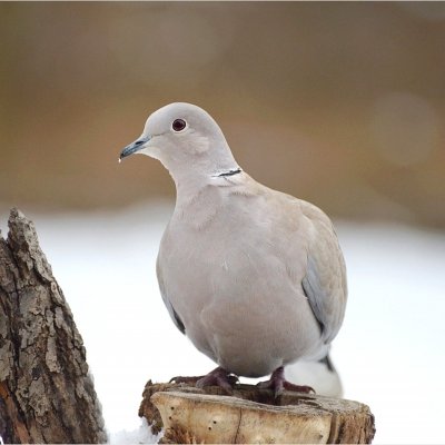 Purplelis/Streptopelia decaocto