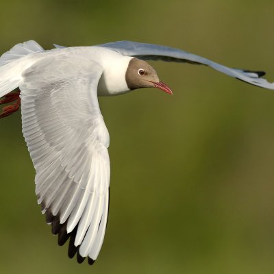 Rudagalvis kiras/Larus ridibundus