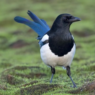 Šarka/Pica pica
