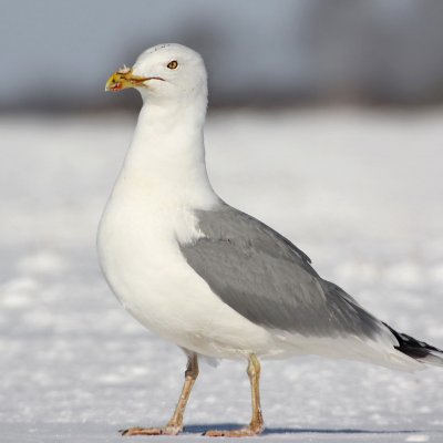 Sidabrinis kiras/Larus argentatus