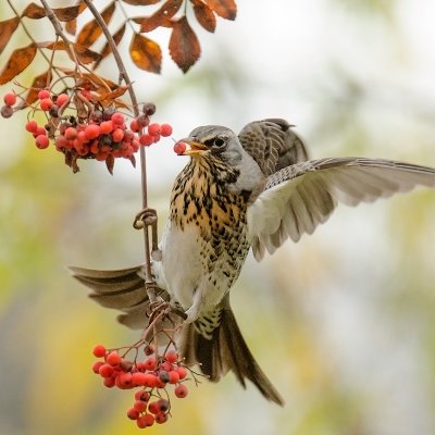 Smilginis strazdas/Turdus pilaris