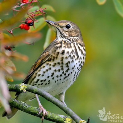 Strazdas giesmininkas/Turdus philomelos Brehm