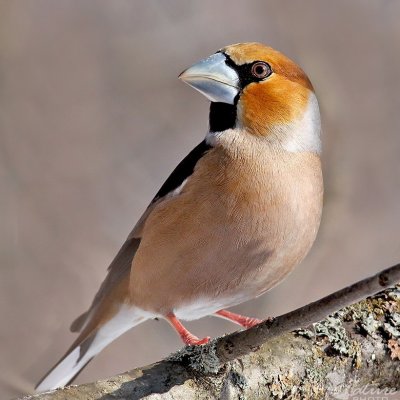 Svilikas/Coccthraustes coccthraustes