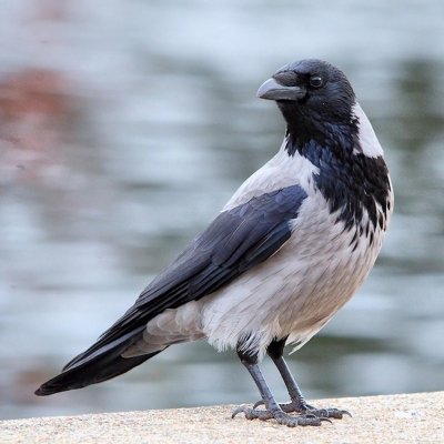 Varna/Corvus corone