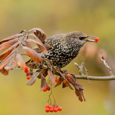 Varnėnas/Sturnus vulgaris