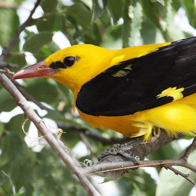 Volungė/Oriolus oriolus