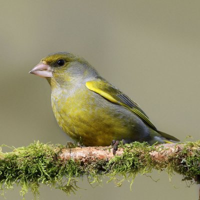 Žaliukė/Chloris chloris