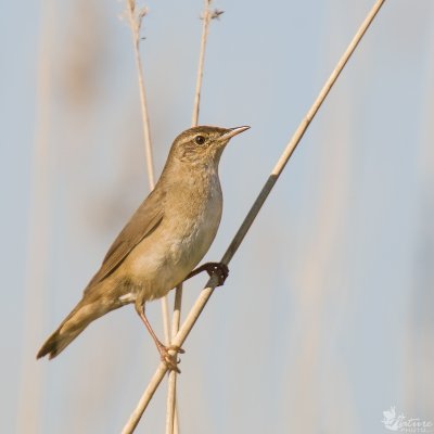 Margasis žiogelis/Locustella naevia